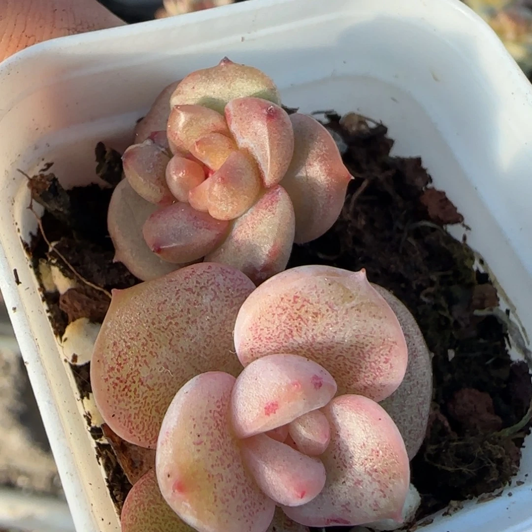 小卡拉米糖心一物一拍不包整