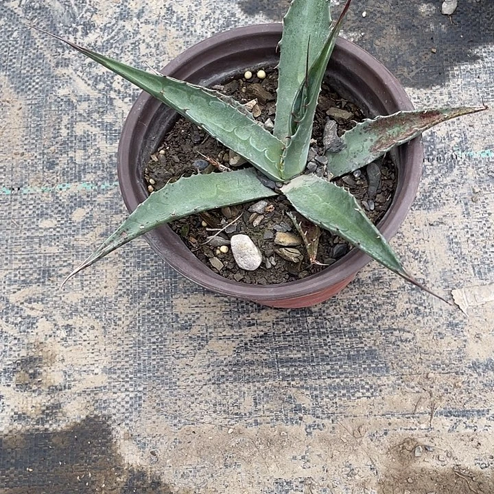 ****宾无花朵龙舌兰绿色植物
