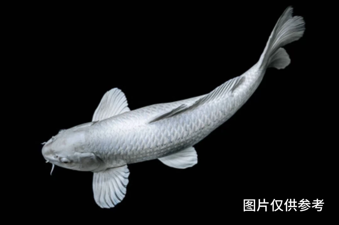 【一条装】25-30厘米白蝴蝶鲤大鳍大尾观赏鱼包邮