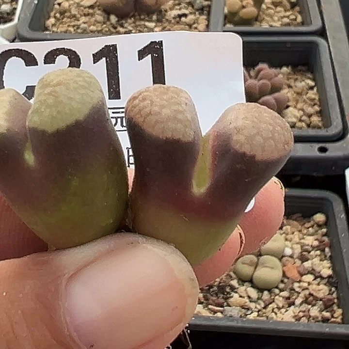 211号磁铁风铃2个多肉植物