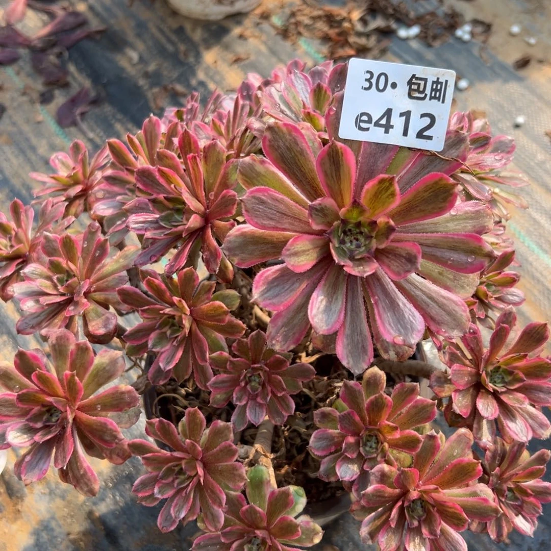 ?412 粉黛多肉法师