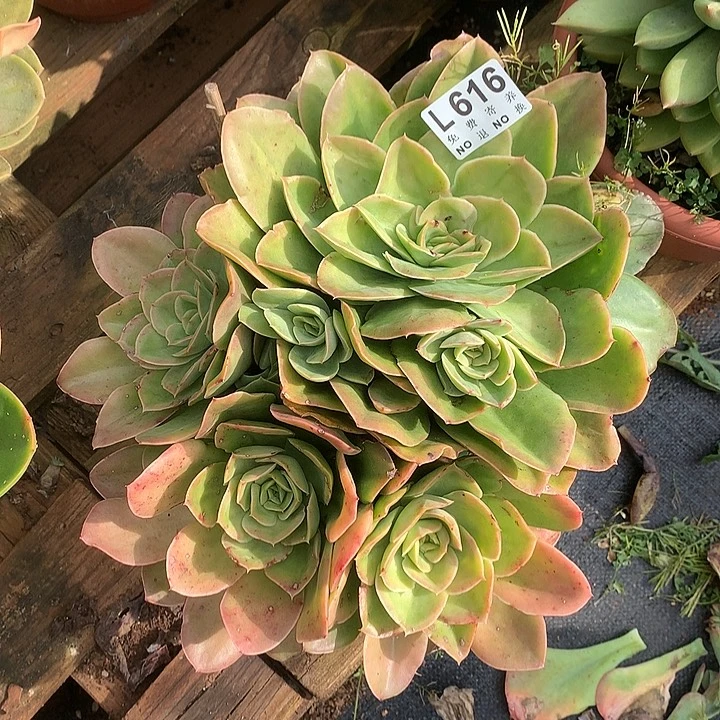 迷雾森林大群 多肉植物9.27号左右发