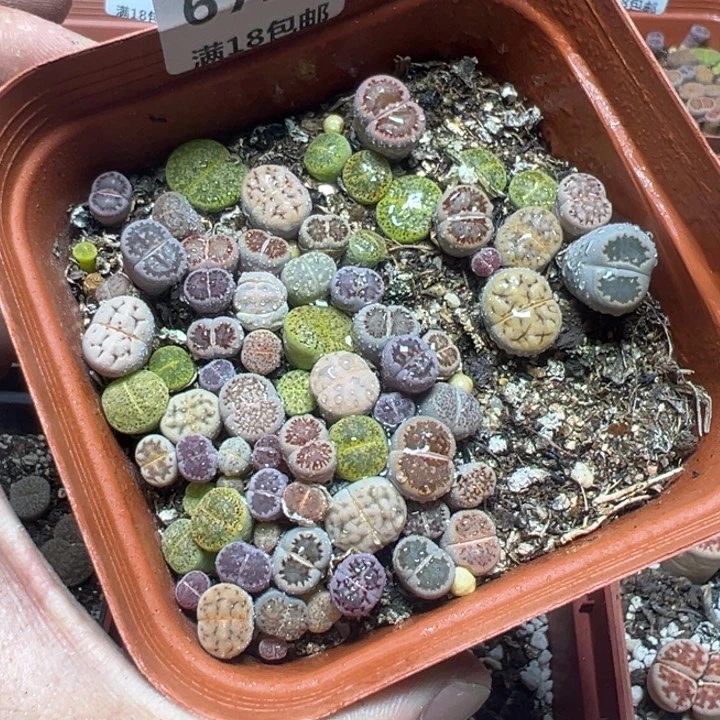 【闪购商品】 672。
