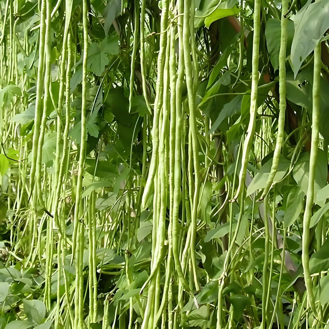 【买一送一】压趴架901种子摘不败四季豆种籽扁豆缸豆架豆角