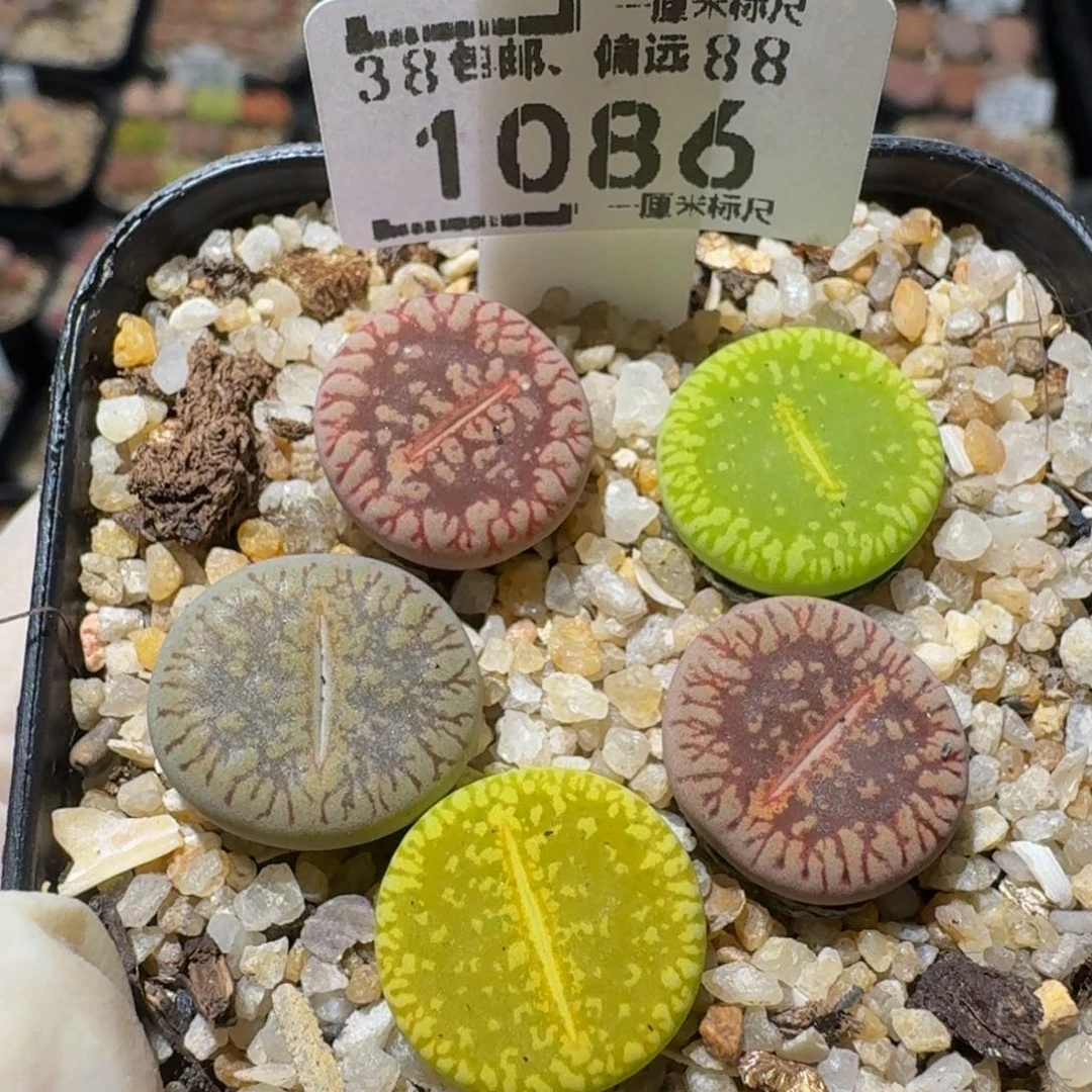 zzzz生石花肉锥1086