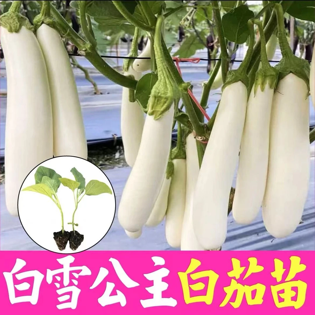 苗绿长茄圆茄白烧烤茄秧盆栽精选种子圣女果番茄种籽菜苗子西瓜