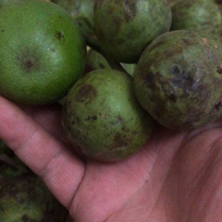 莫*文玩核桃蛙蛙小果