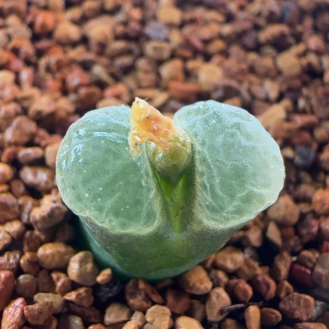 0619/1802.83/紫极窗/