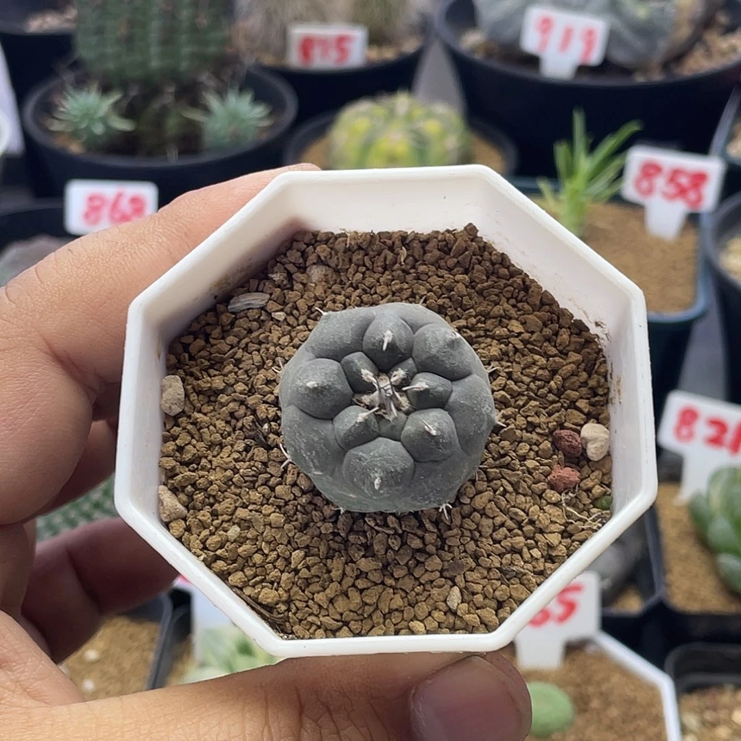 实生大尤东云娇丽仙人球