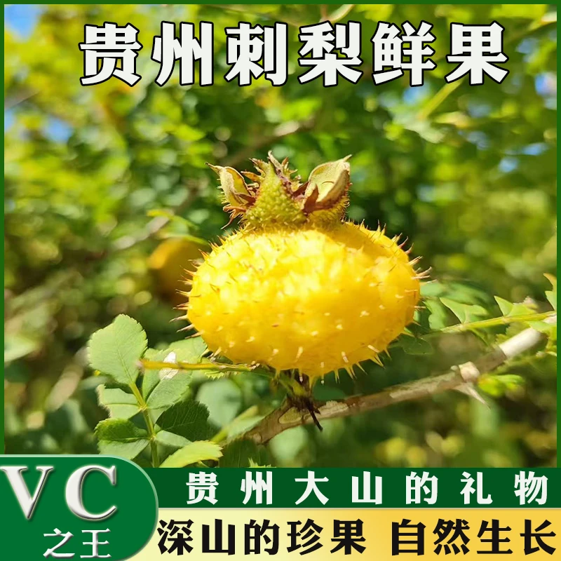 维C刺梨果精选贵州野生刺梨鲜果大果天然无添加泡酒榨汁