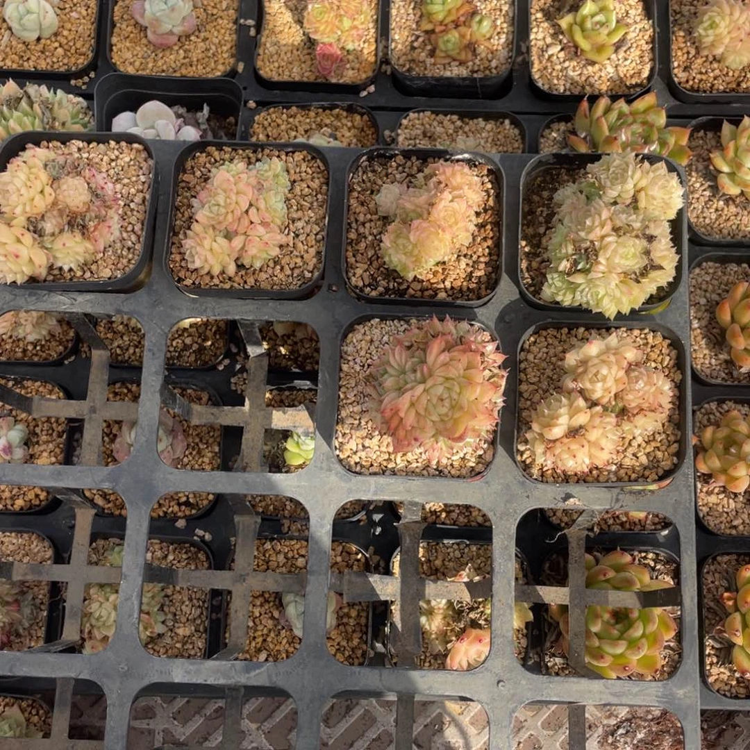 多肉组合七个福利下播福利