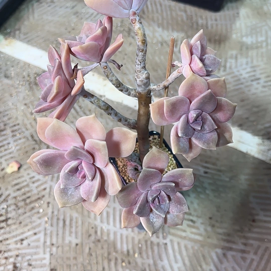 欣***光紫乐不带盆土发货