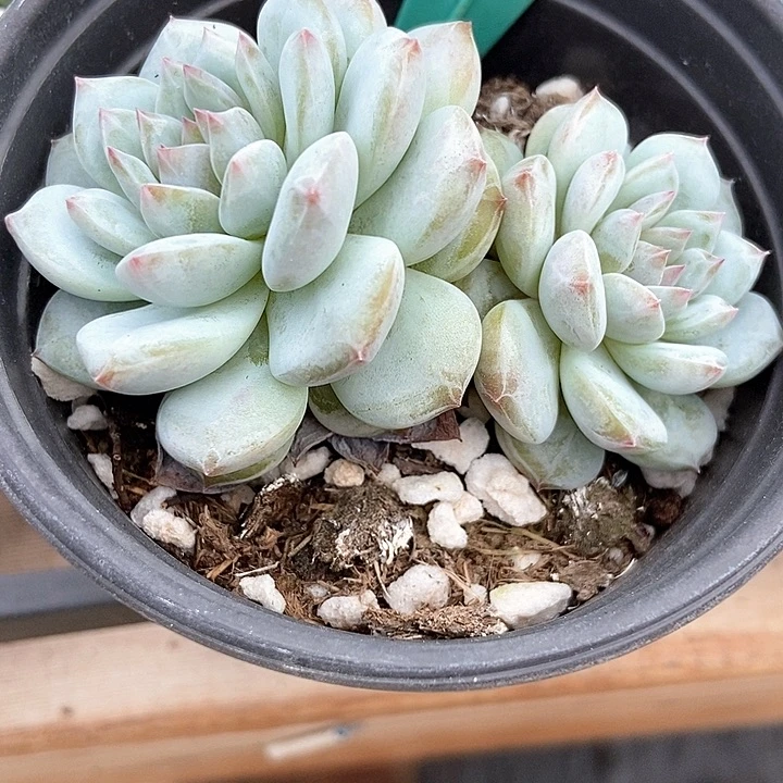 多肉植物星星橙1877多肉