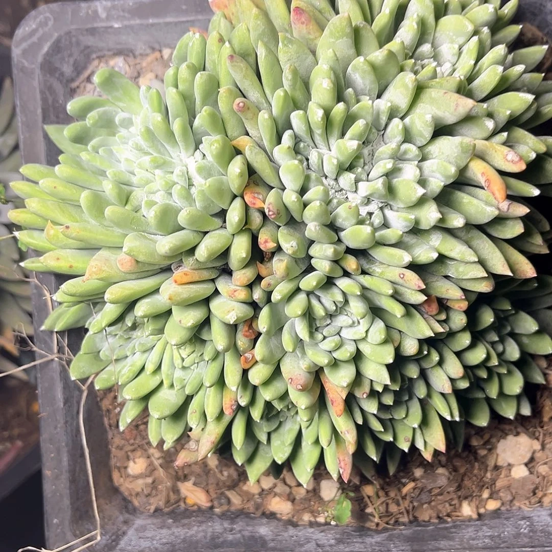 白姆缀化老装多头