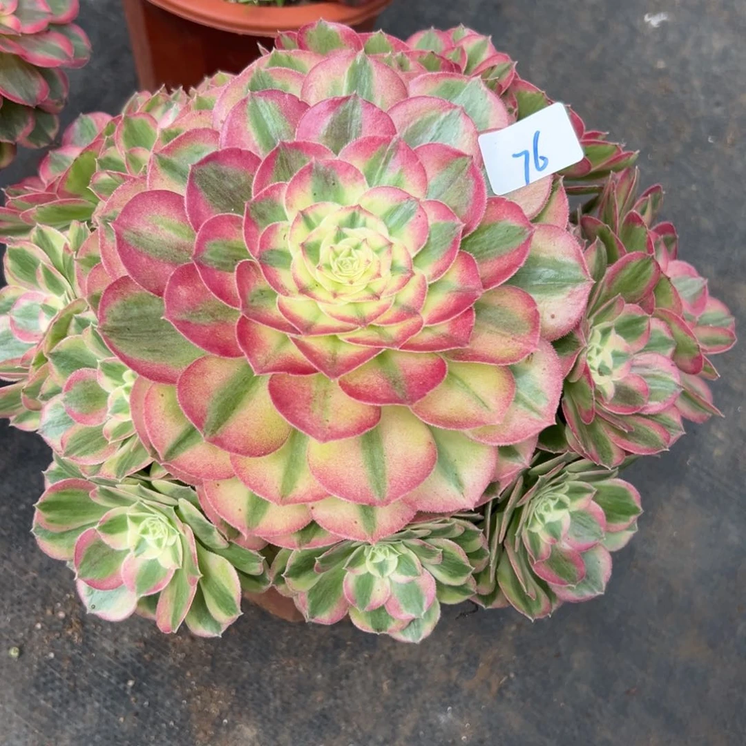 76玉姿多肉植物系