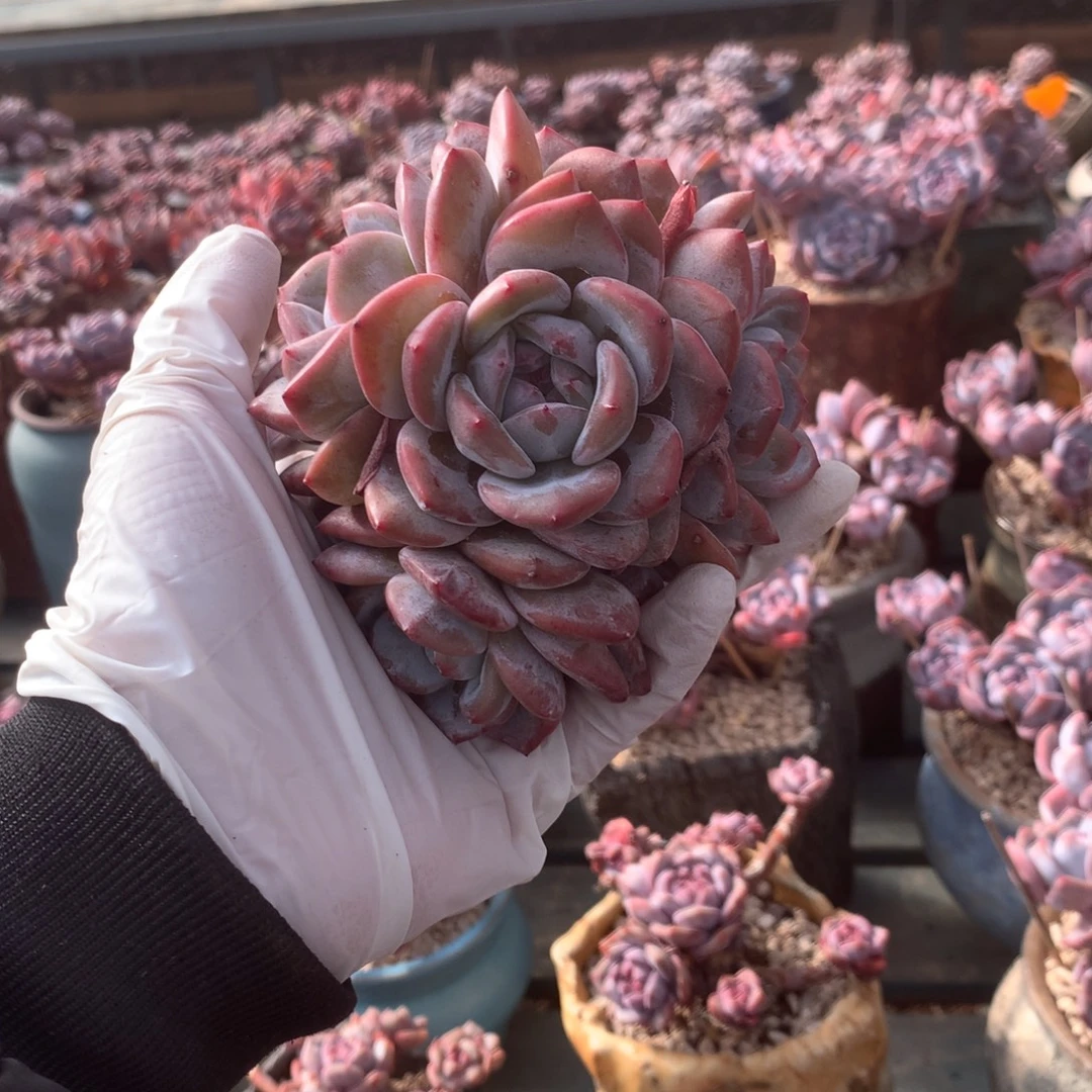 无花朵无砍多头哈哈哈哈哈哈哈哈哈25