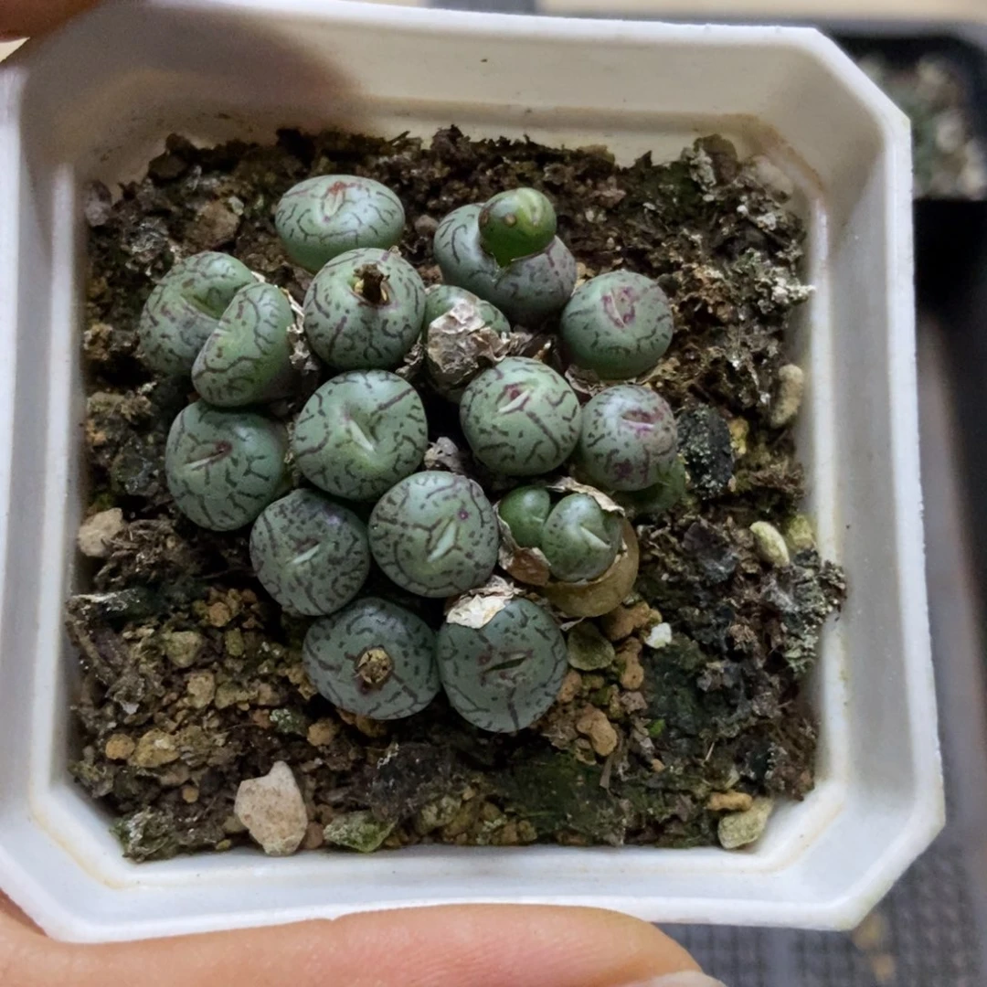 7320一盒七方原始墨小锥