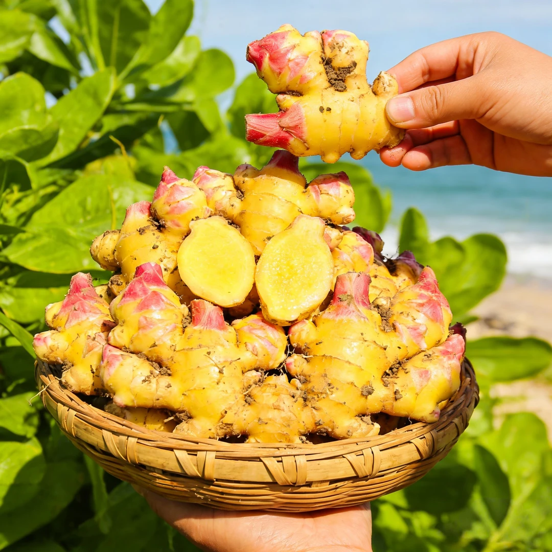 云南新鲜现挖小黄姜山地种植香味浓郁辛辣适中