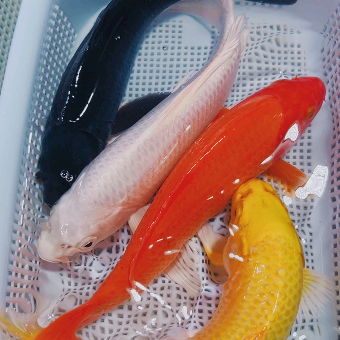 海水鱼锦鲤冷水122