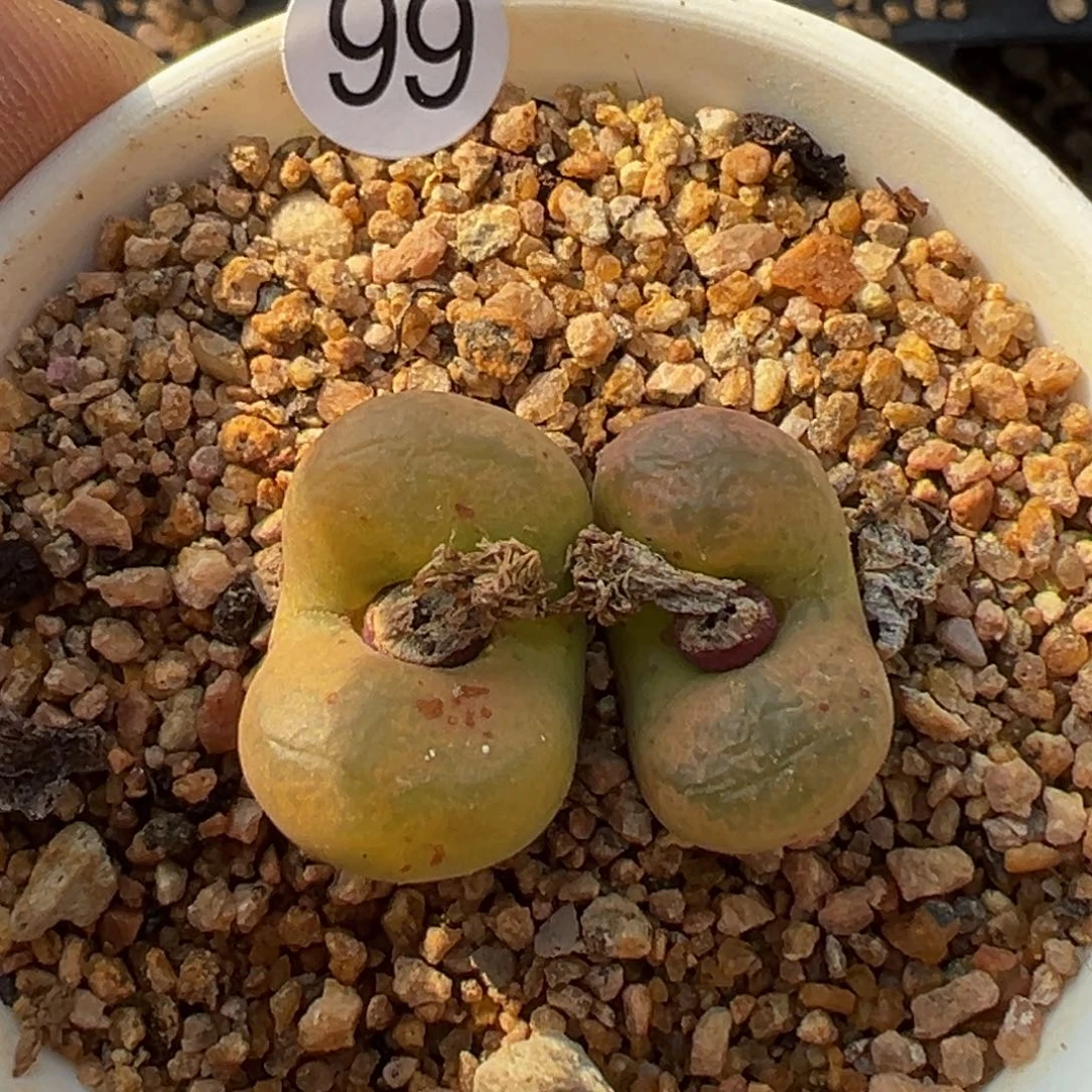 多肉植物11111111111111111