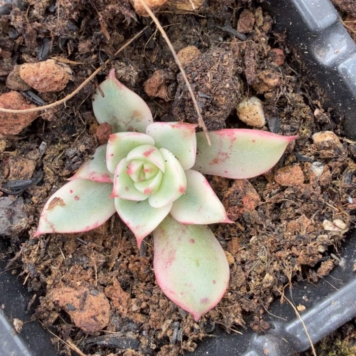 斗牛士锦腹轮锦模特