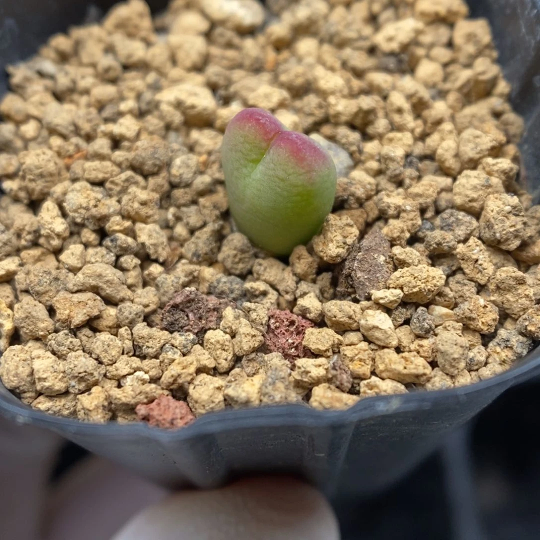 多肉植物肉锥杂交K-6148