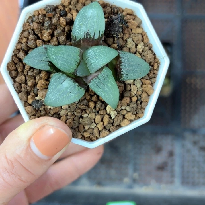 实生寿多肉植物中