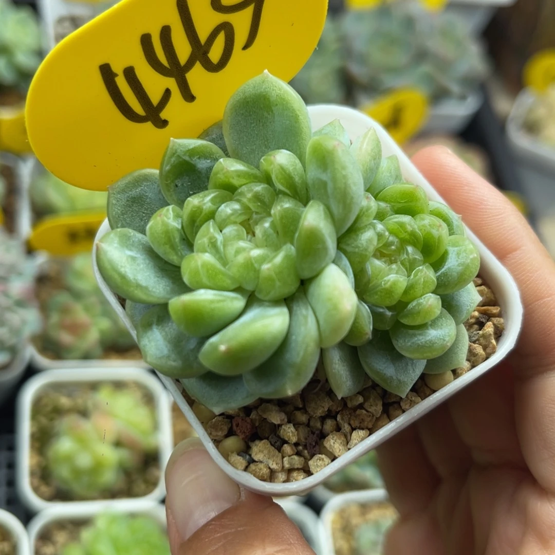 财富密码双头4465