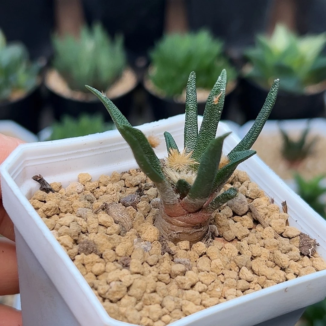 龙舌兰牡丹实生球一颗