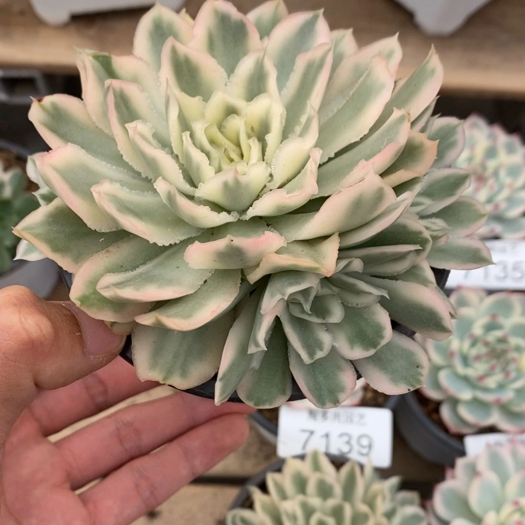 吉娃娃锦多肉植物7141