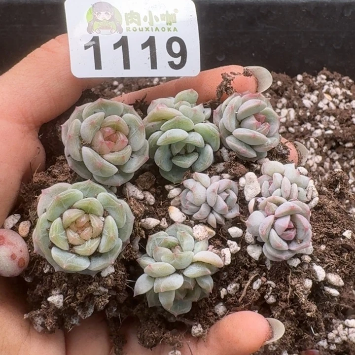 无花朵多肉植物多肉植物