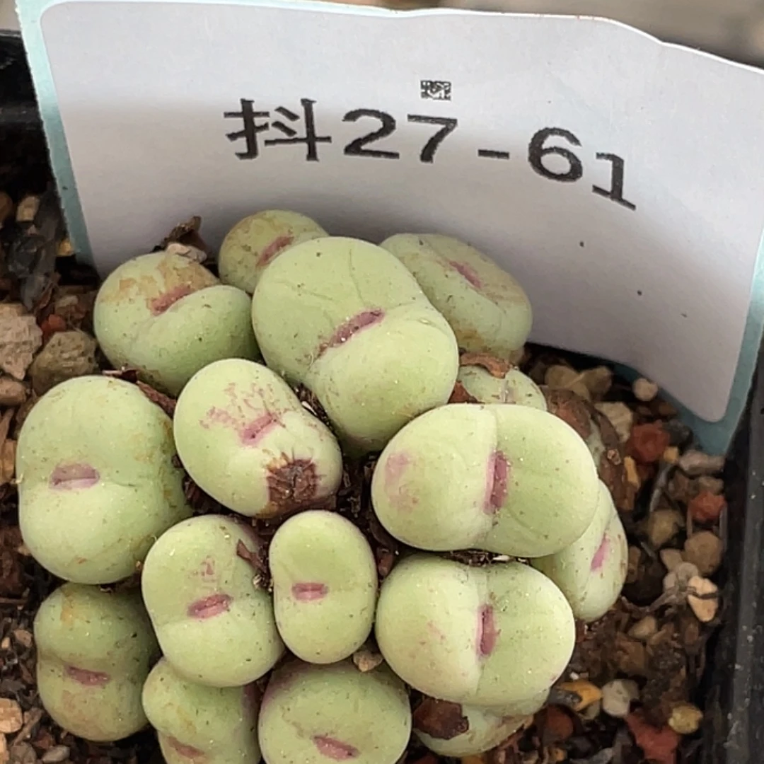 27-61嘴多肉植物肉锥
