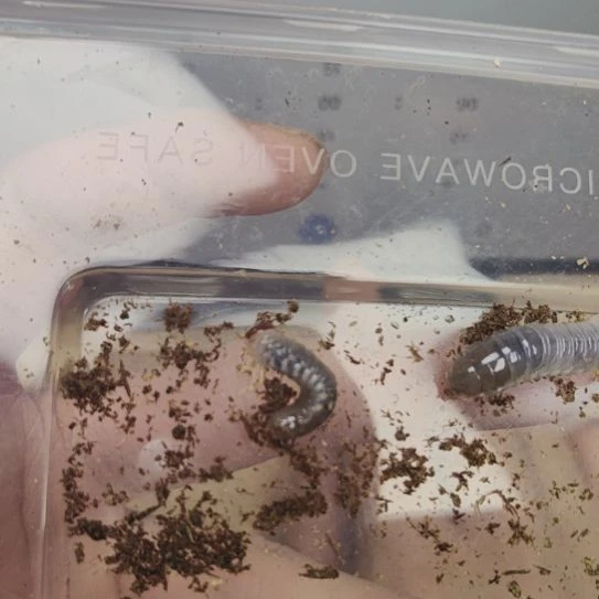 竖角兜 L1幼虫两只 发无忧罐