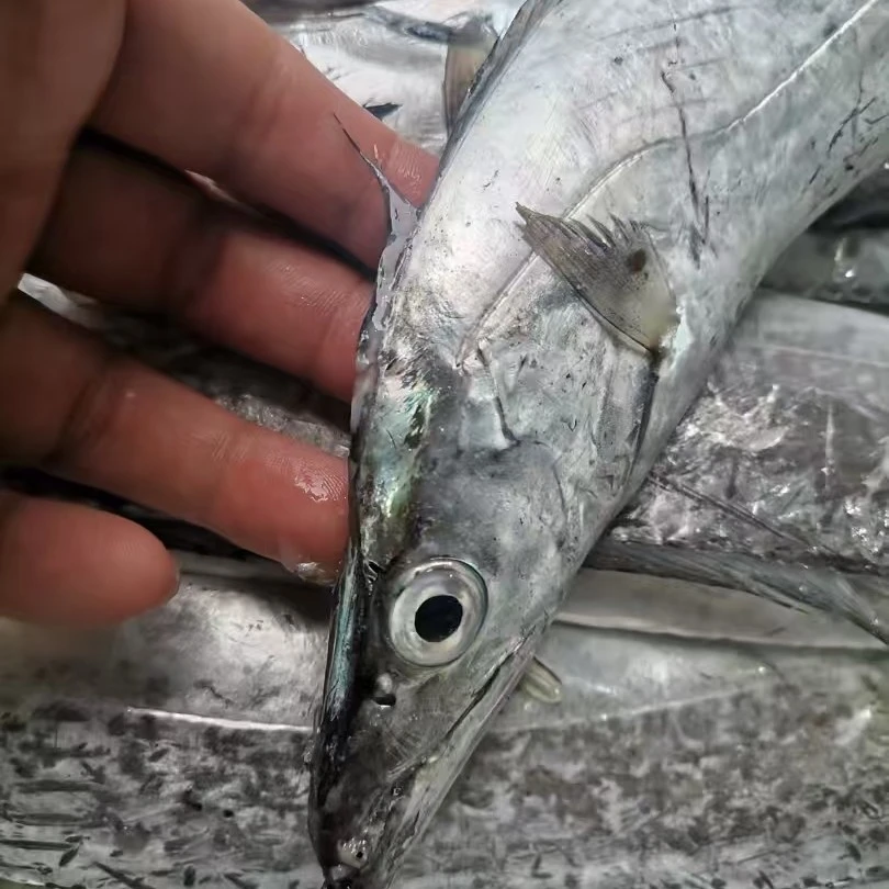 青岛渔村头茬小船流网带鱼4斤装，一斤3条