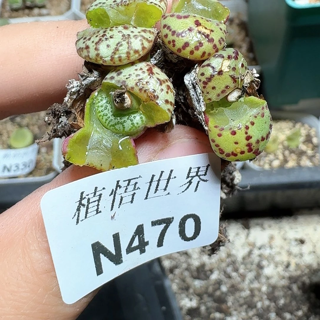 470号多肉植物哇f g