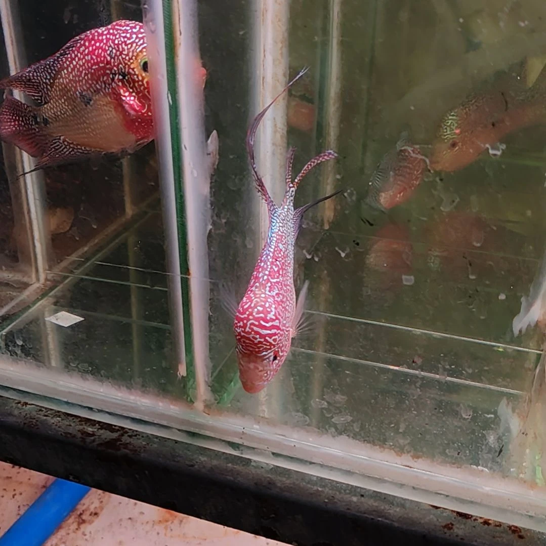 罗汉鱼次22222222222