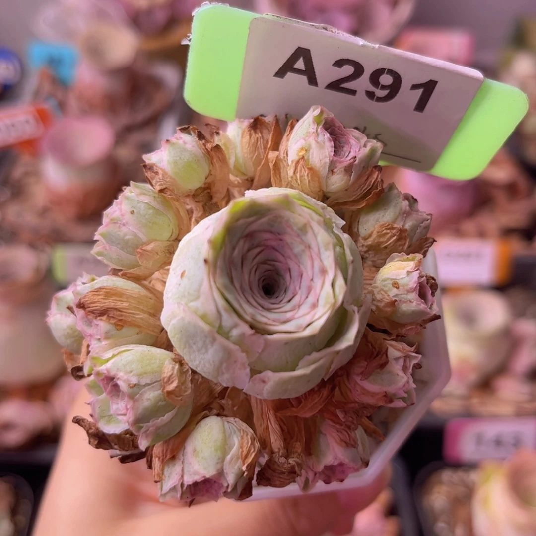 秋夕玫瑰群一物一拍A291
