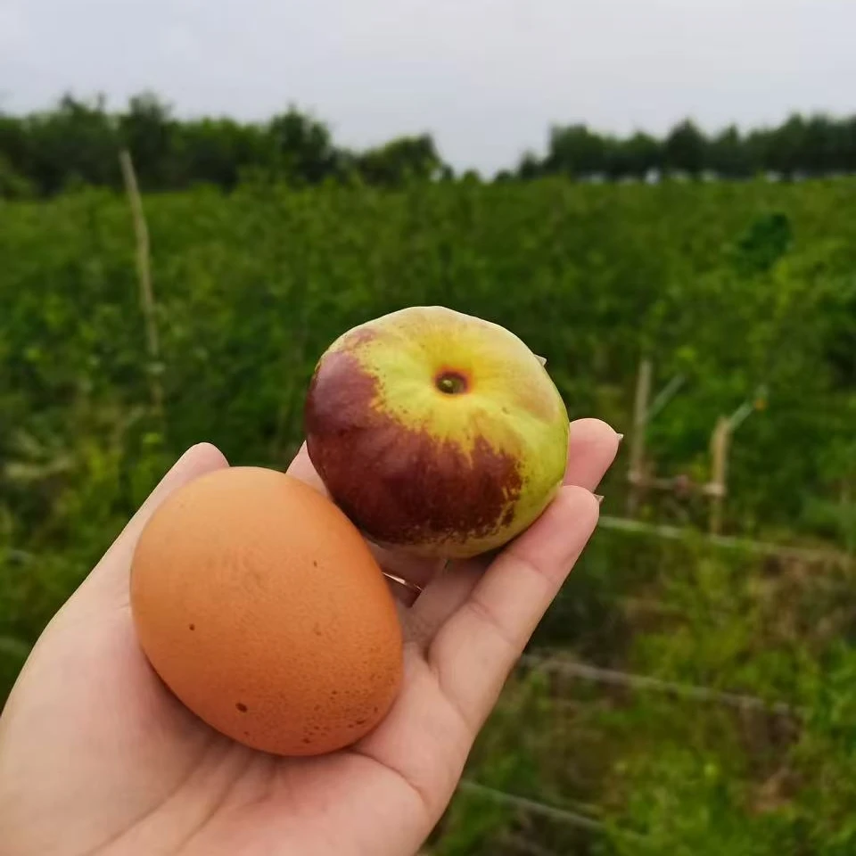 【蟠枣营养杯苗1棵】蟠枣树苗产地现挖现发