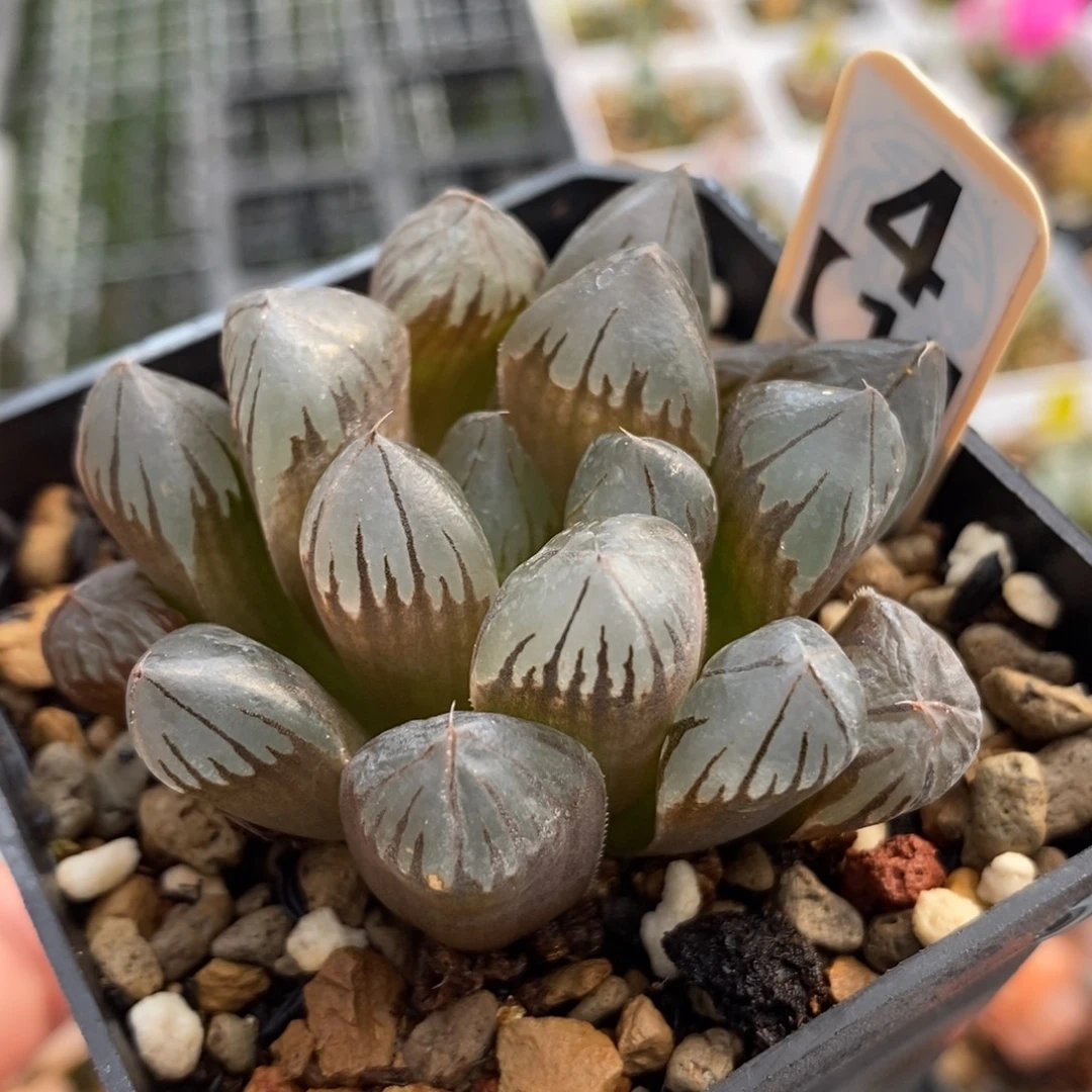 4水晶玉露一物一拍