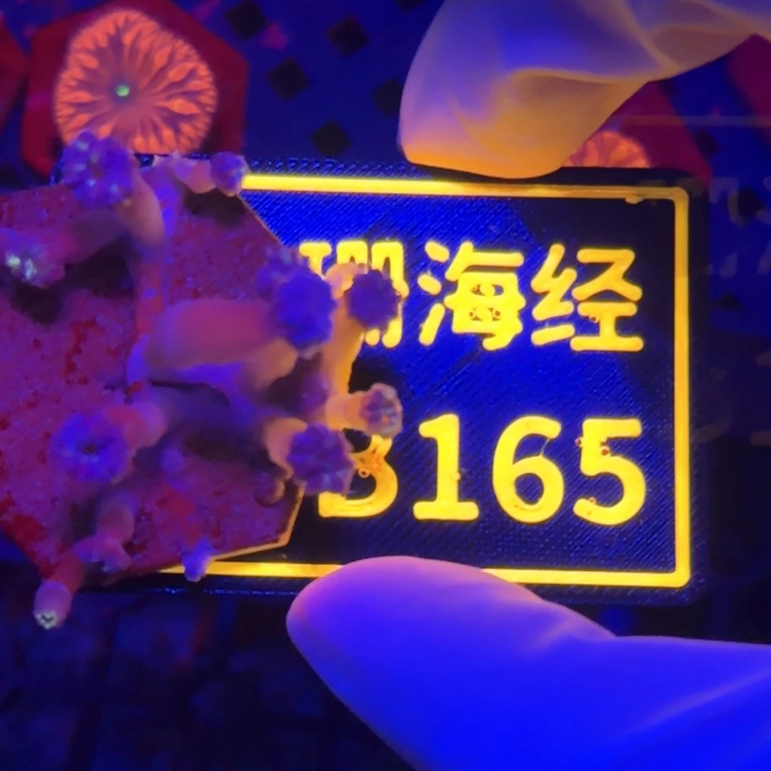 纽扣珊瑚七****官又又不包邮大手星花B165