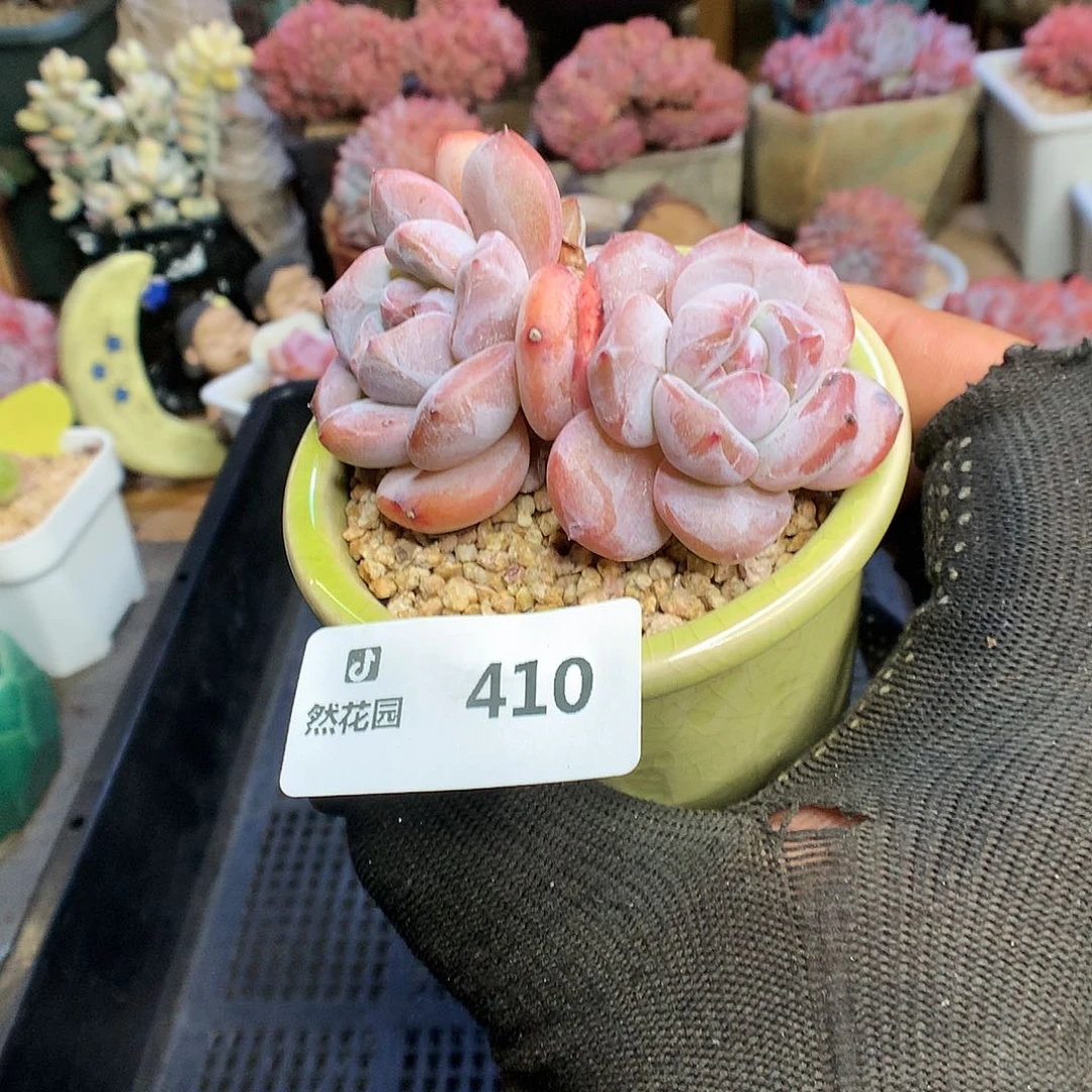 410星影多肉植物666
