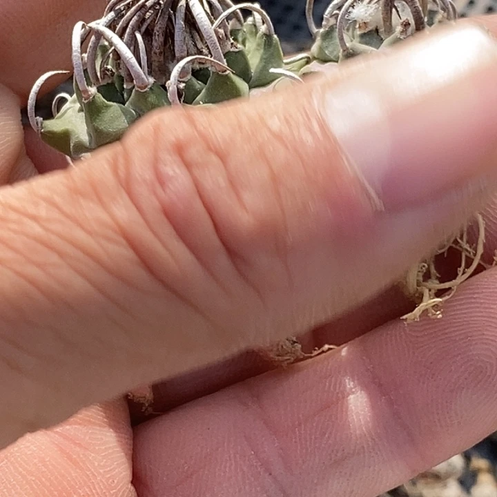 用***5娇丽升云龙两个一组