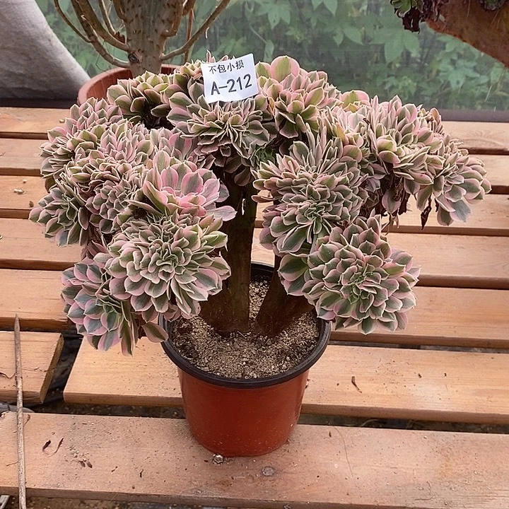 212 粉女巫缀宽32 公分