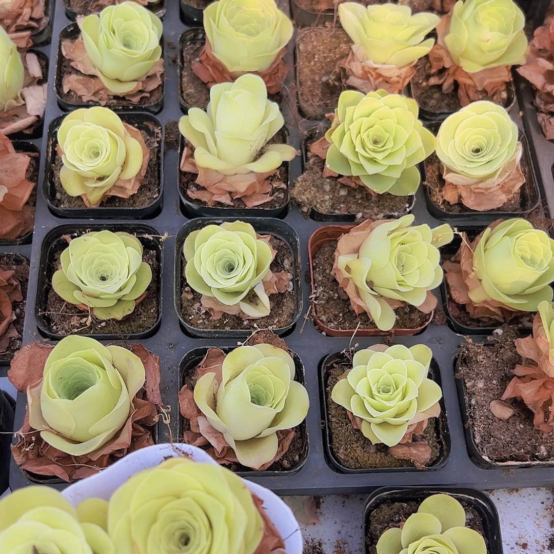 黄玫瑰4盆送一个绿色