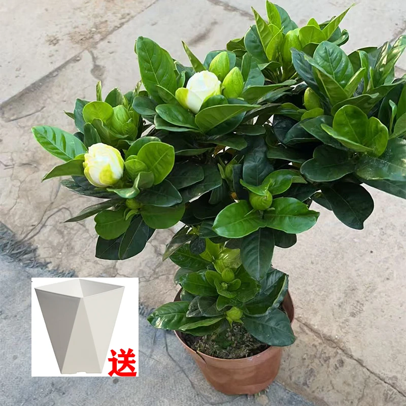 【棒棒糖栀子花】送菱形盆浓香型绿植四季好养客厅阳台吸甲醛