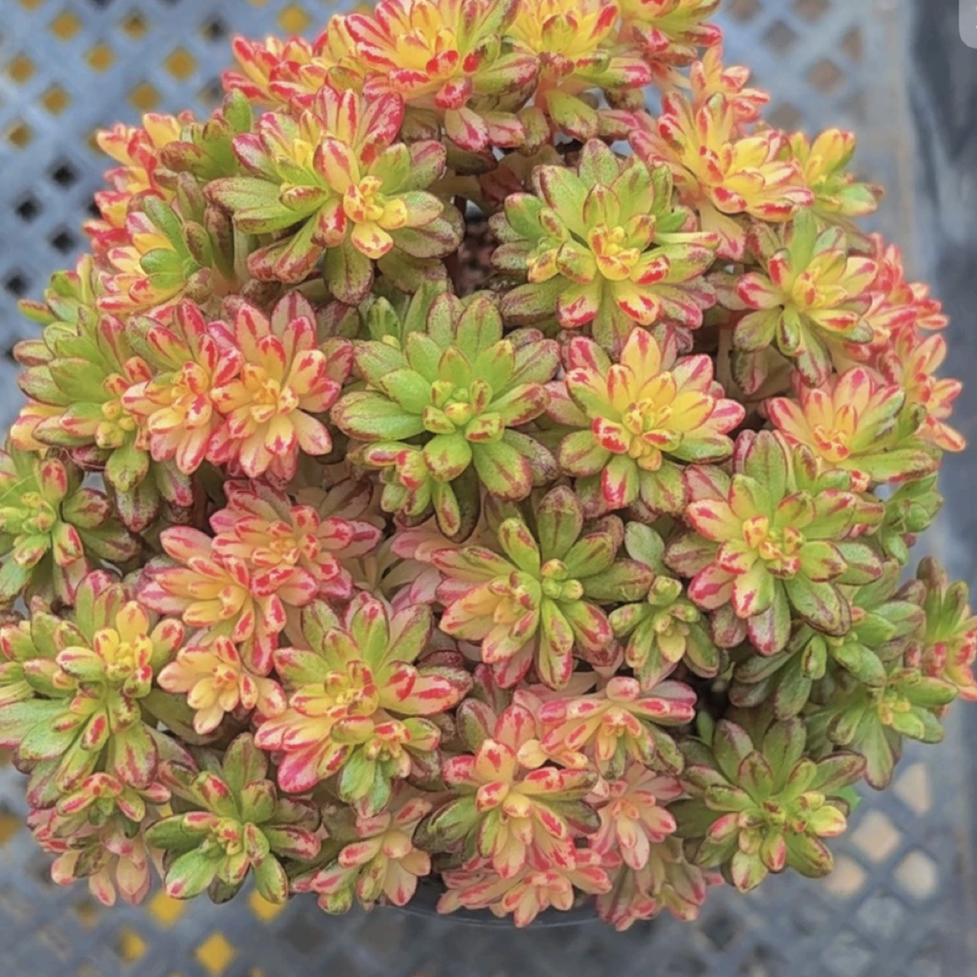 多肉小人祭大（满12.9包邮）脱土发