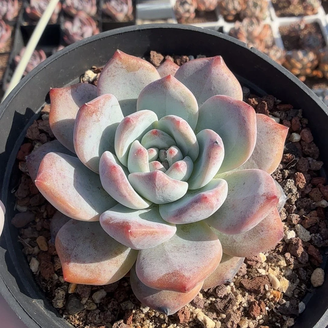 465七公分蓝梦满20包邮