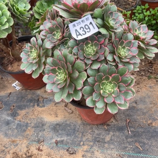 391粉花妖不包断枝