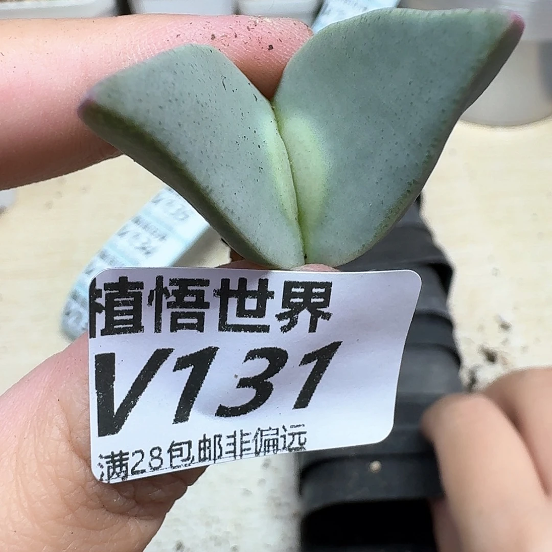 多肉植物的润泽efg