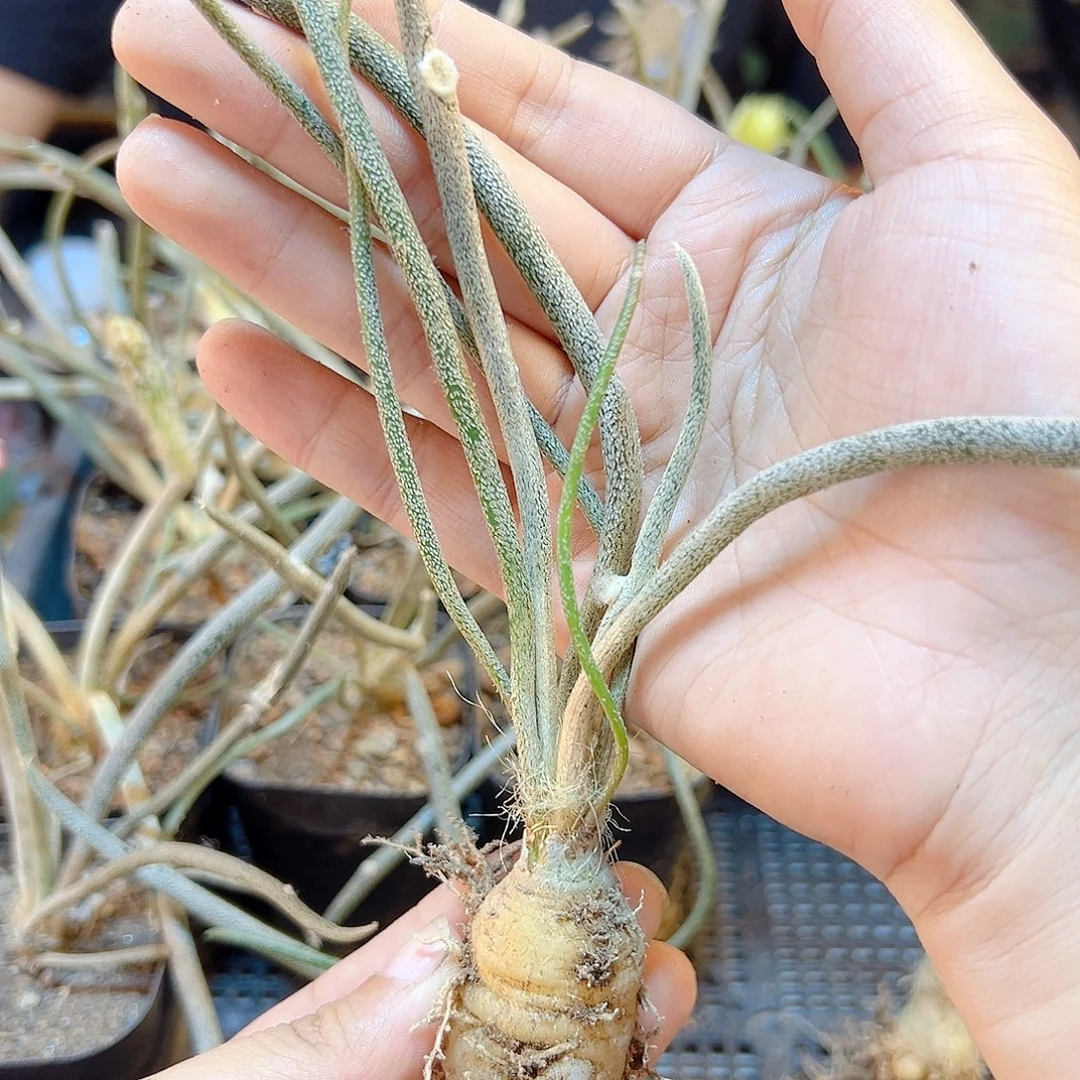 大实生美杜莎肚子2.1公分1颗